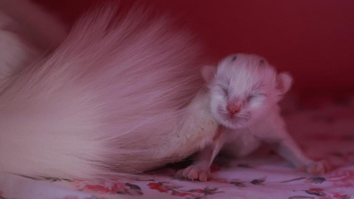 En güzel Van kedisi Mia'nın siyah yavrusu oldu