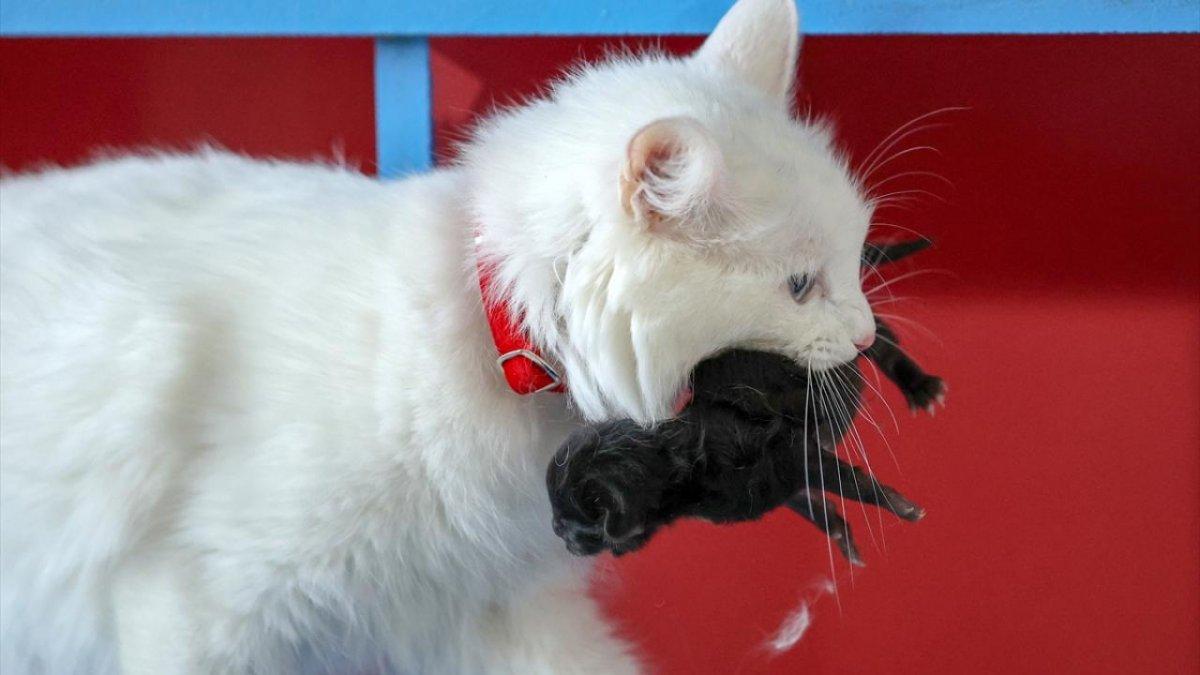 En güzel Van kedisi Mia'nın siyah yavrusu oldu