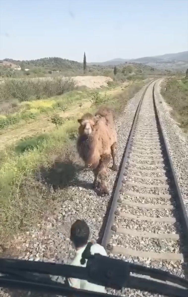 Aydın'da demiryoluna giren deve