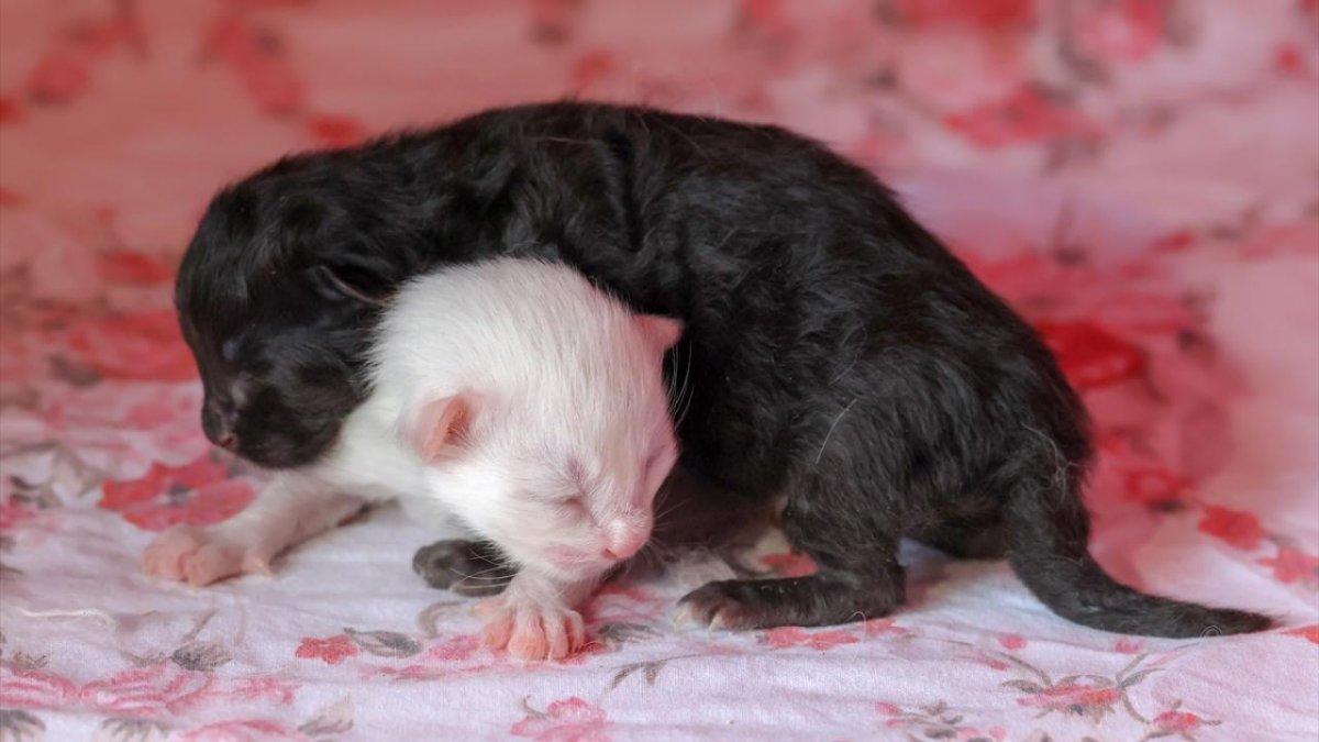 En güzel Van kedisi Mia'nın siyah yavrusu oldu