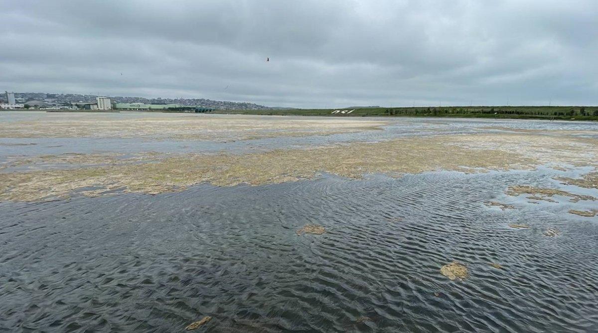 Büyükçekmece Gölü'nün yüzeyinde yosun tabakası