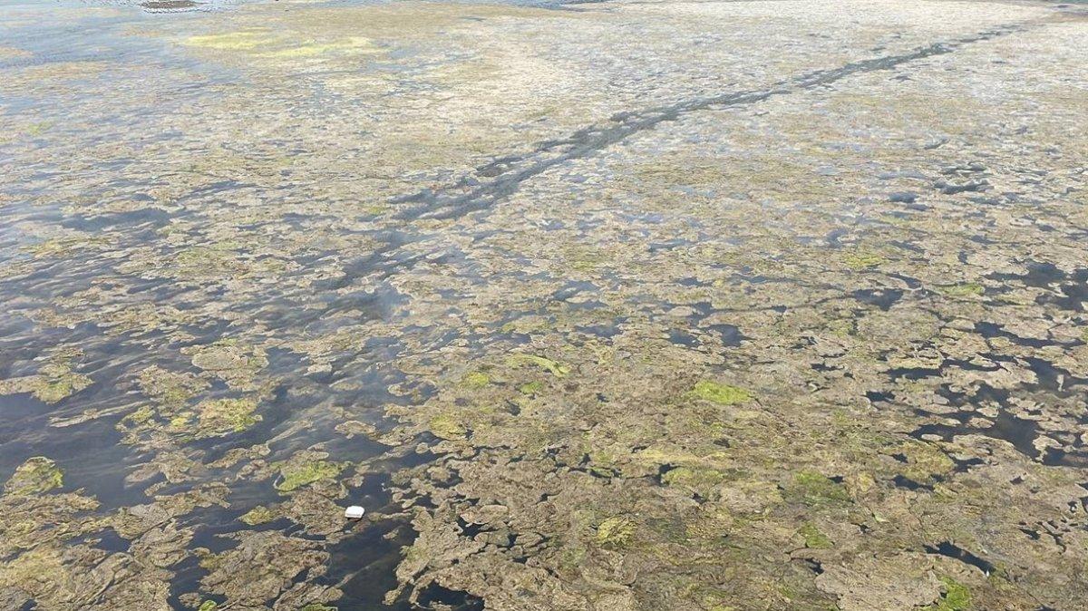 Büyükçekmece Gölü'nün yüzeyinde yosun tabakası