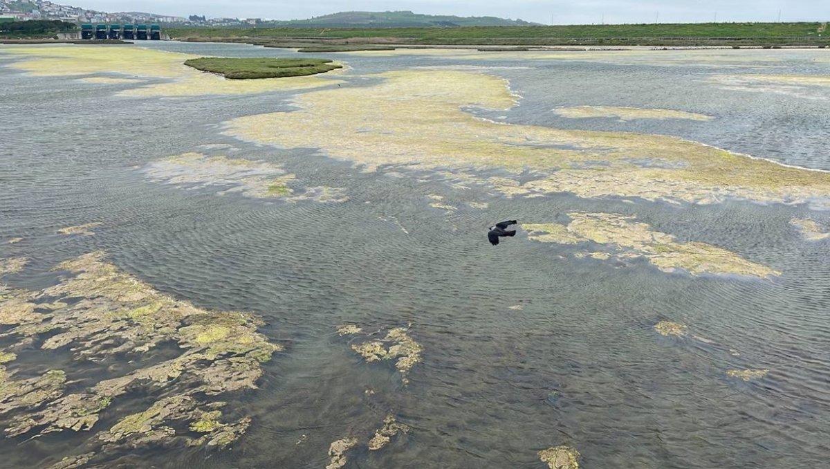 Büyükçekmece Gölü'nün yüzeyinde yosun tabakası