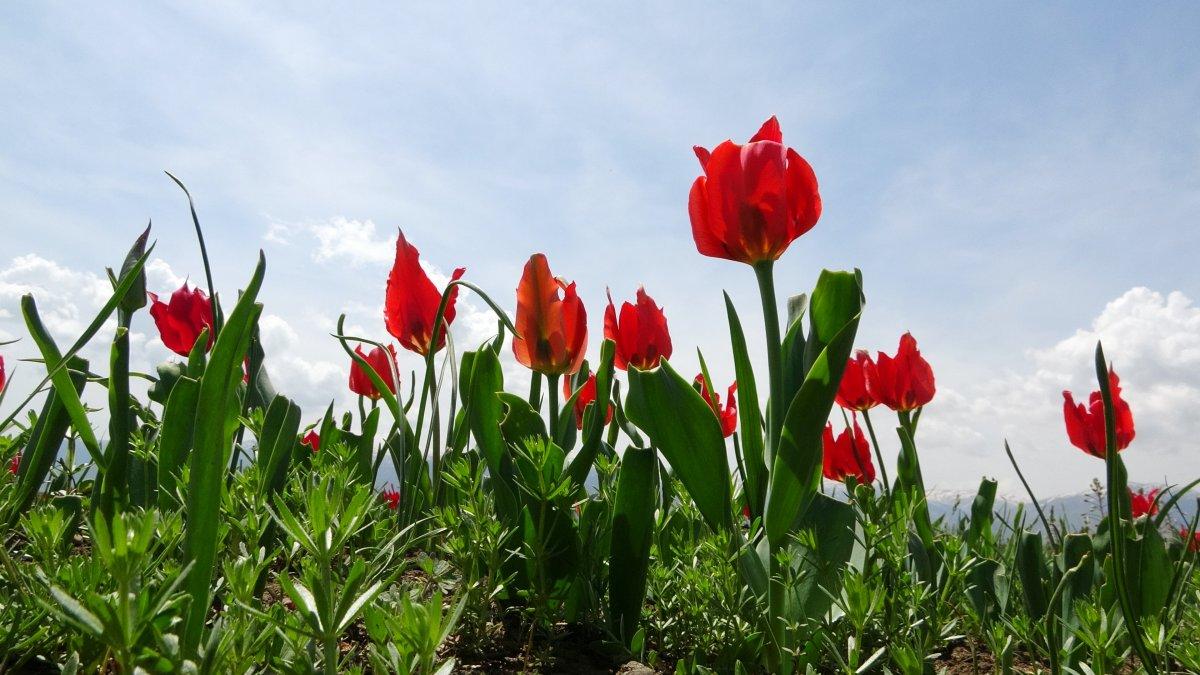 Muş Ovası'nı kırmızıya bürüyen lalelerden görüntüler
