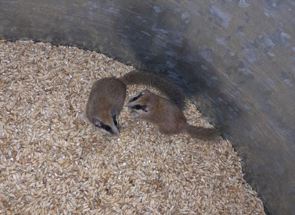 Nesli tükenmekte olan ağaç yediuyurları, Tunceli’de görüntülendi