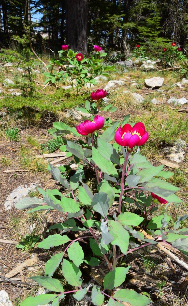 Antalya'da, koruma altındaki şakayıkları koparmanın cezası 109 bin 593 TL