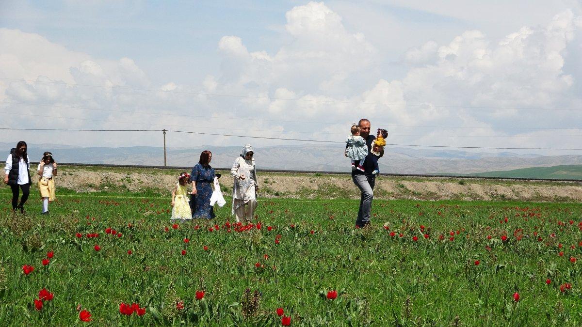 Muş Ovası'nı kırmızıya bürüyen lalelerden görüntüler