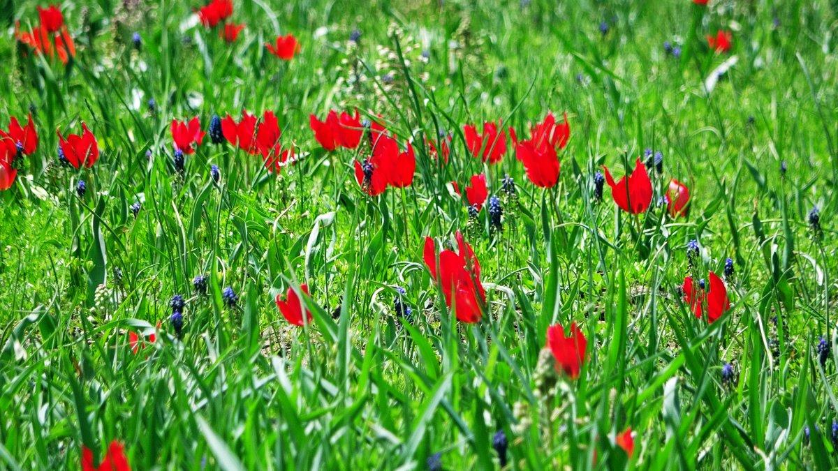 Muş Ovası'nı kırmızıya bürüyen lalelerden görüntüler