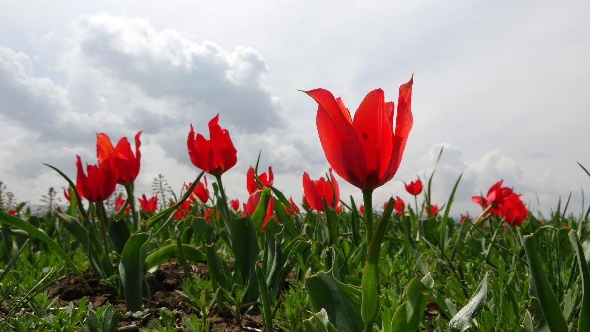 Muş Ovası'nı kırmızıya bürüyen lalelerden görüntüler