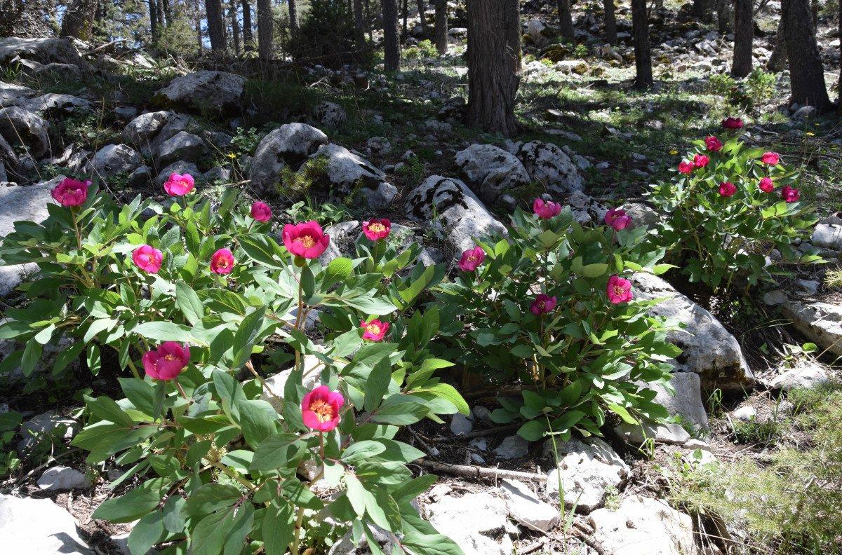 Antalya'da, koruma altındaki şakayıkları koparmanın cezası 109 bin 593 TL