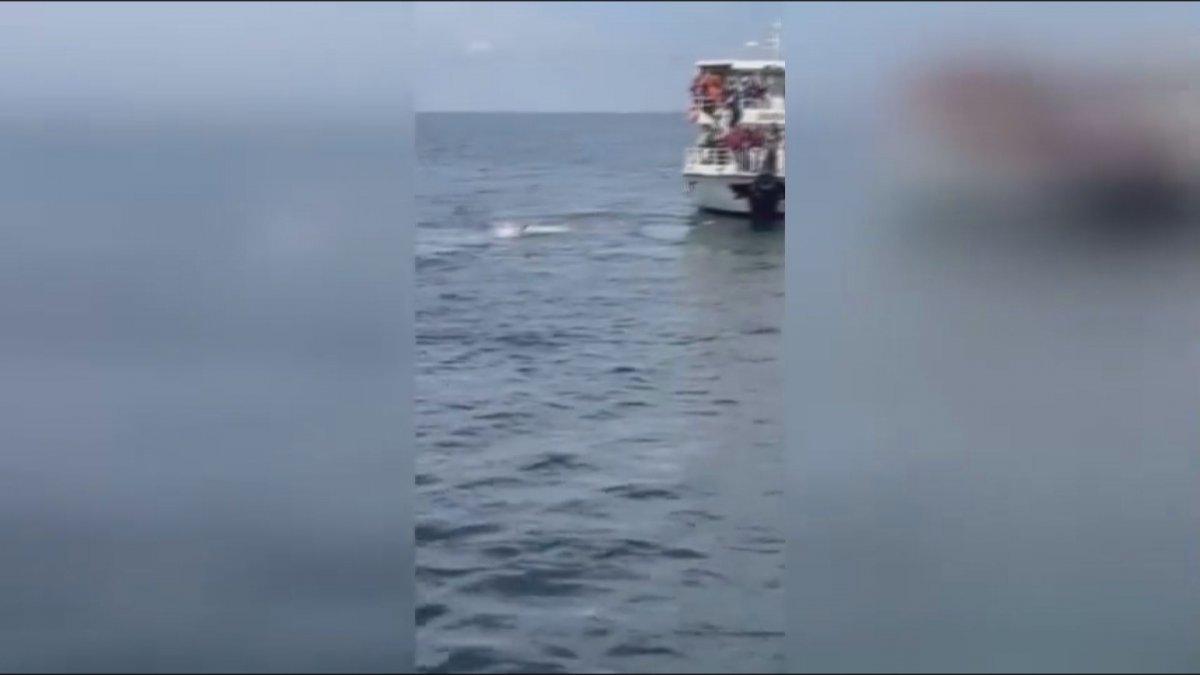 CHP Adalar İlçe Başkanı Ali Ercan Akpolat denize atladı