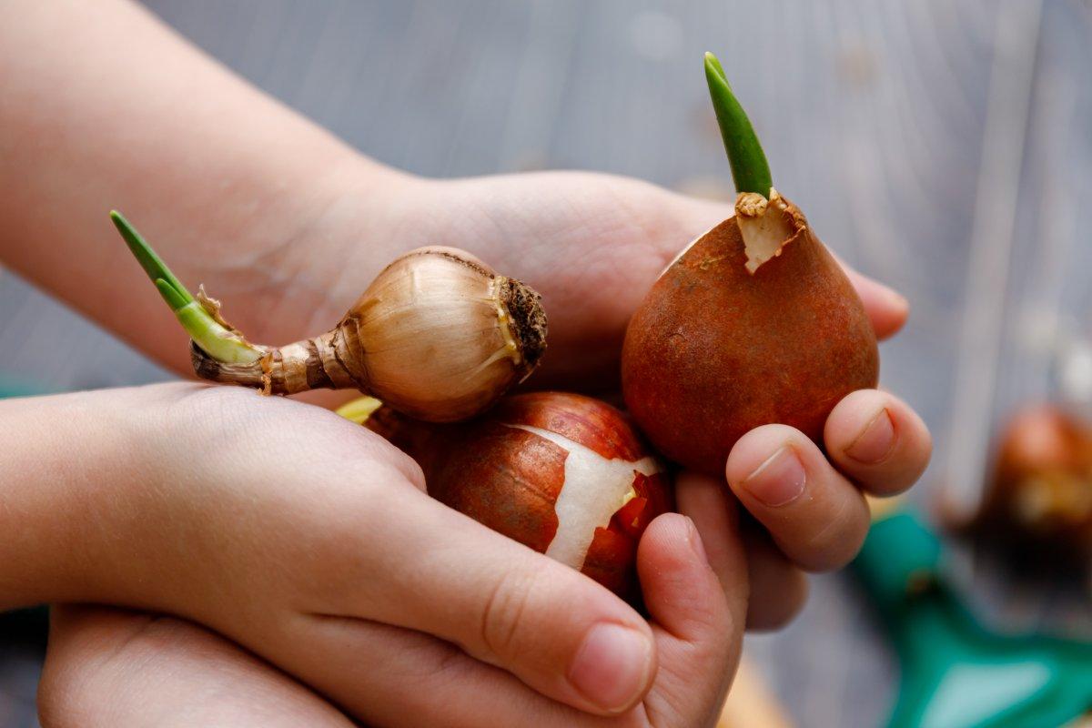 Gıdadaki zamların ardından, balkonda tarım dönemi başladı