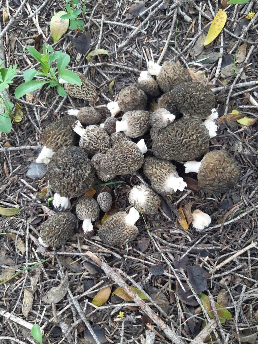 Kuzugöbeği orman köylüsünün geçim kaynağı