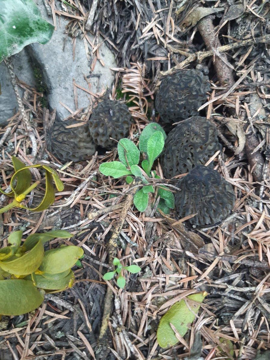 Kuzugöbeği orman köylüsünün geçim kaynağı