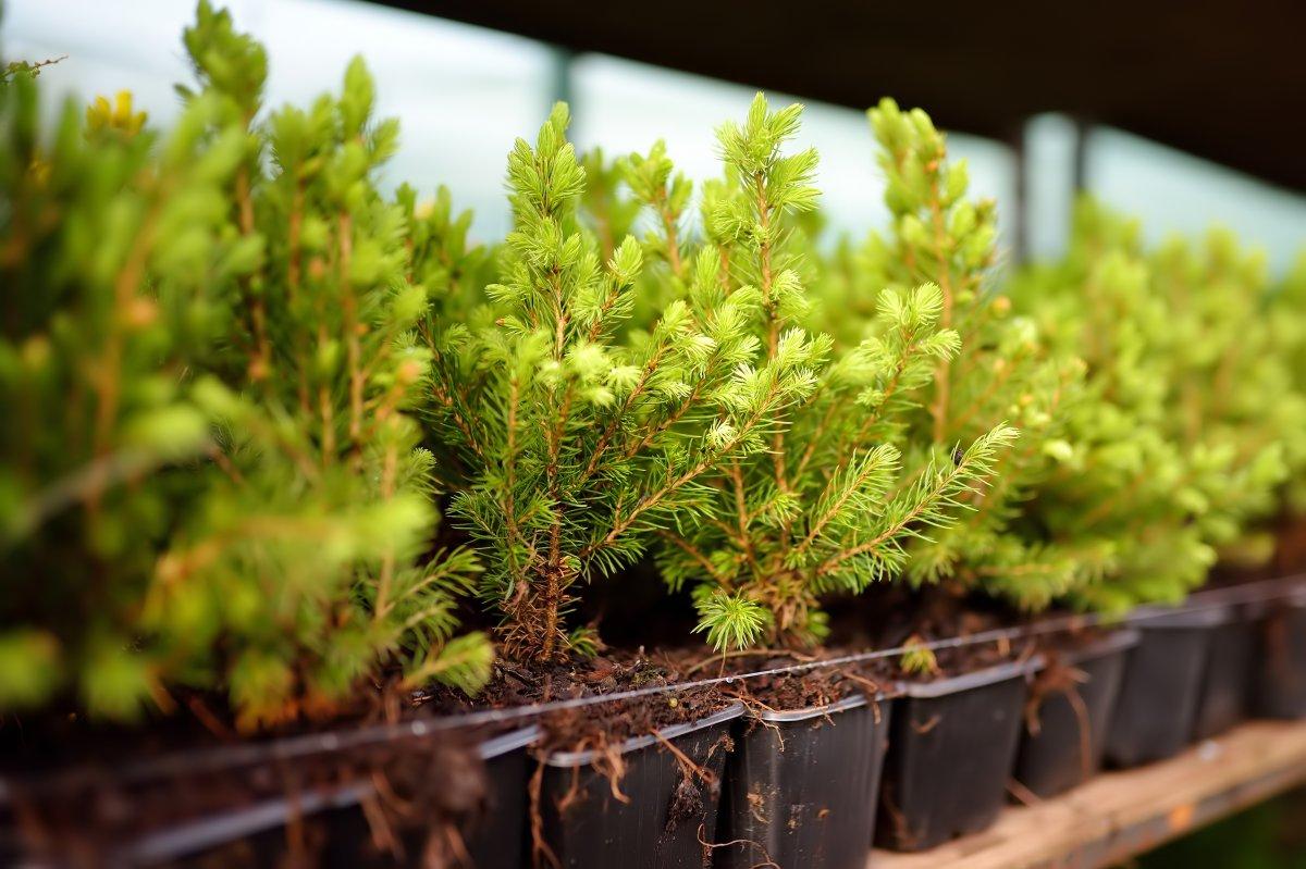 Gıdadaki zamların ardından, balkonda tarım dönemi başladı