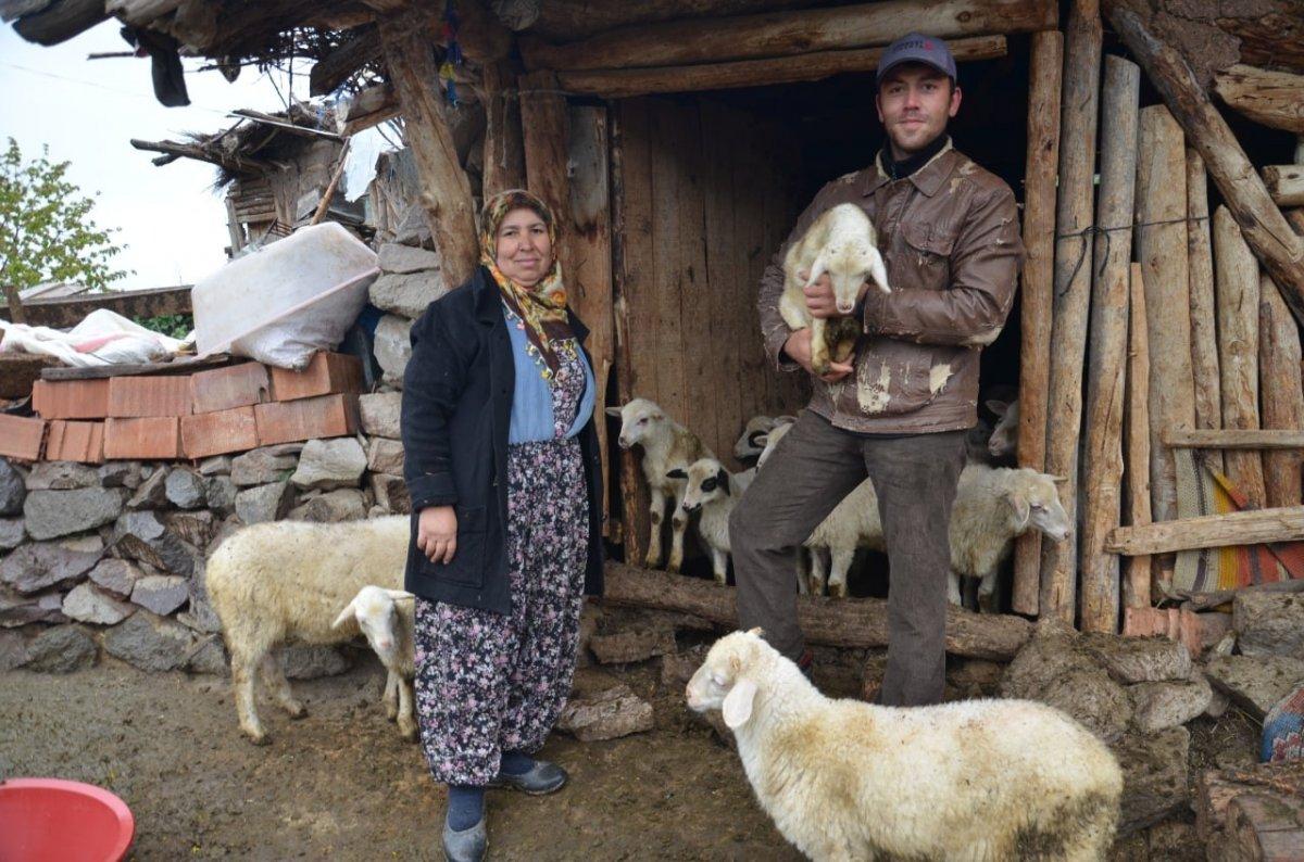 Çorum'da köye inen kurt sürüsü 24 hayvanı telef etti