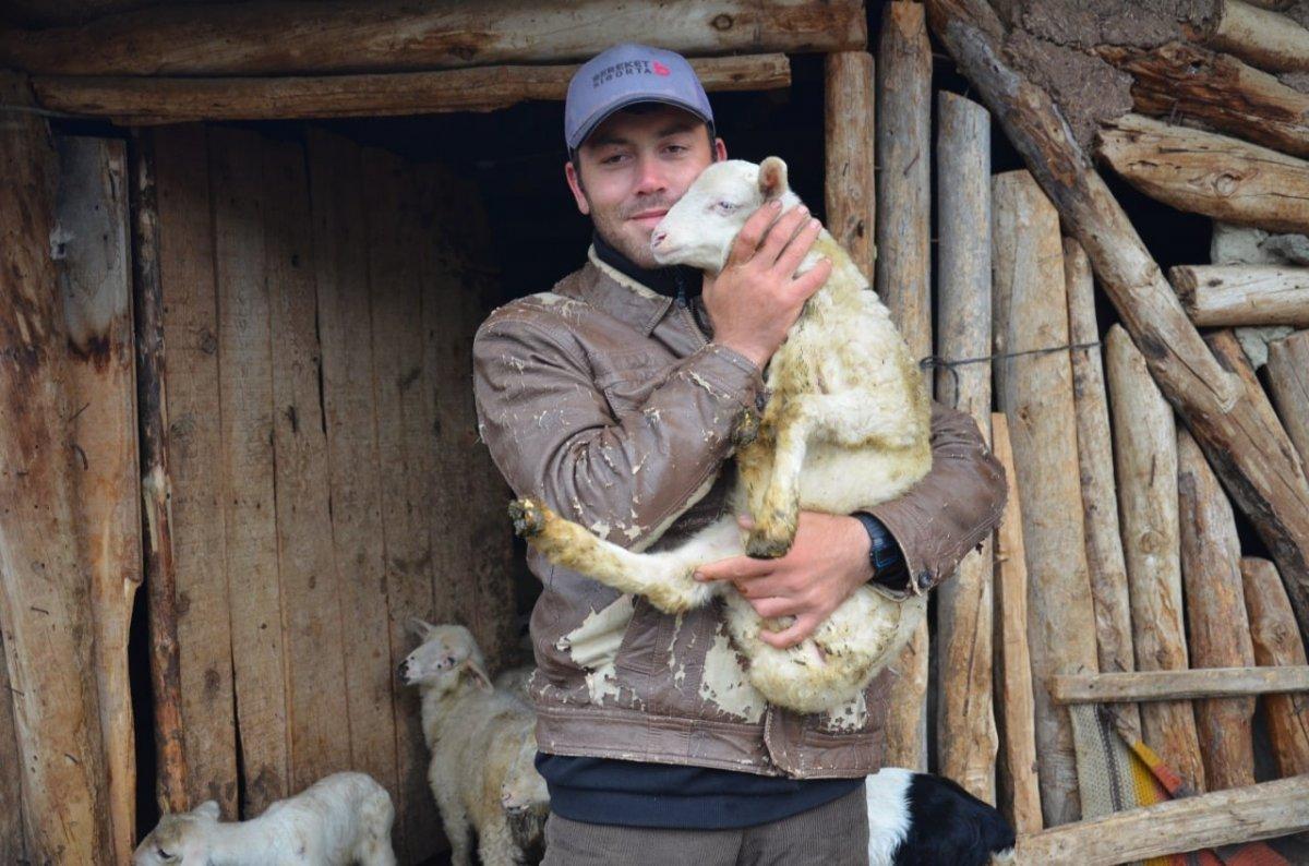 Çorum'da köye inen kurt sürüsü 24 hayvanı telef etti