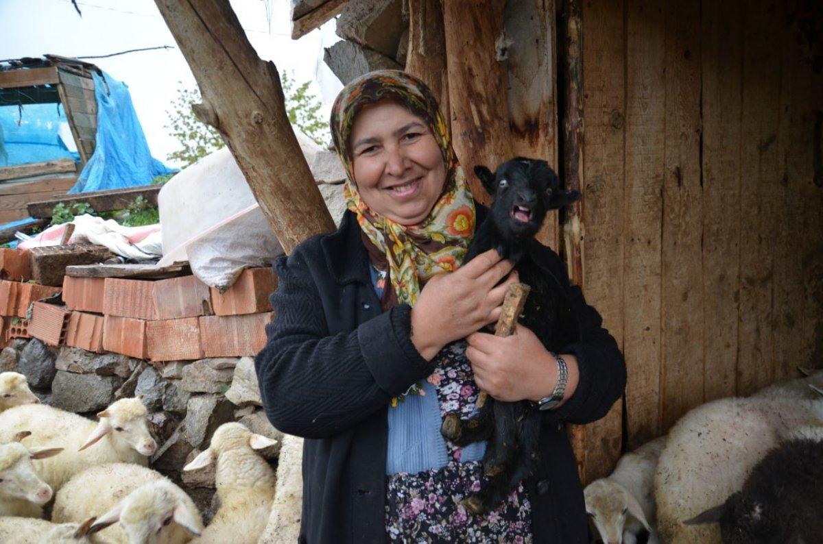 Çorum'da köye inen kurt sürüsü 24 hayvanı telef etti