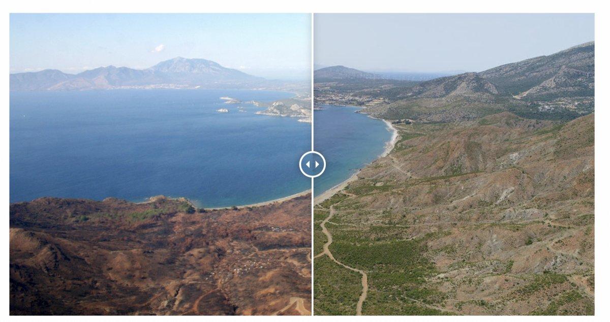 Yangınlarda zarar gören 13 bölge yeniden yeşerdi