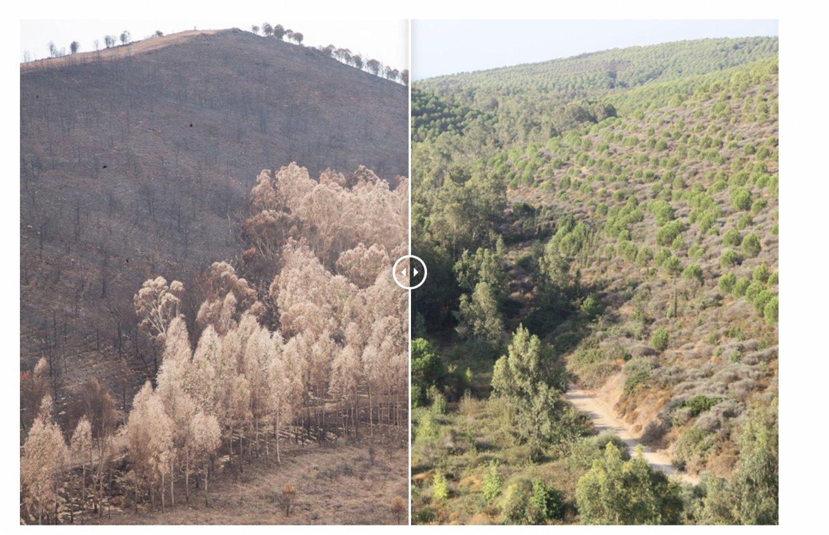 Yangınlarda zarar gören 13 bölge yeniden yeşerdi
