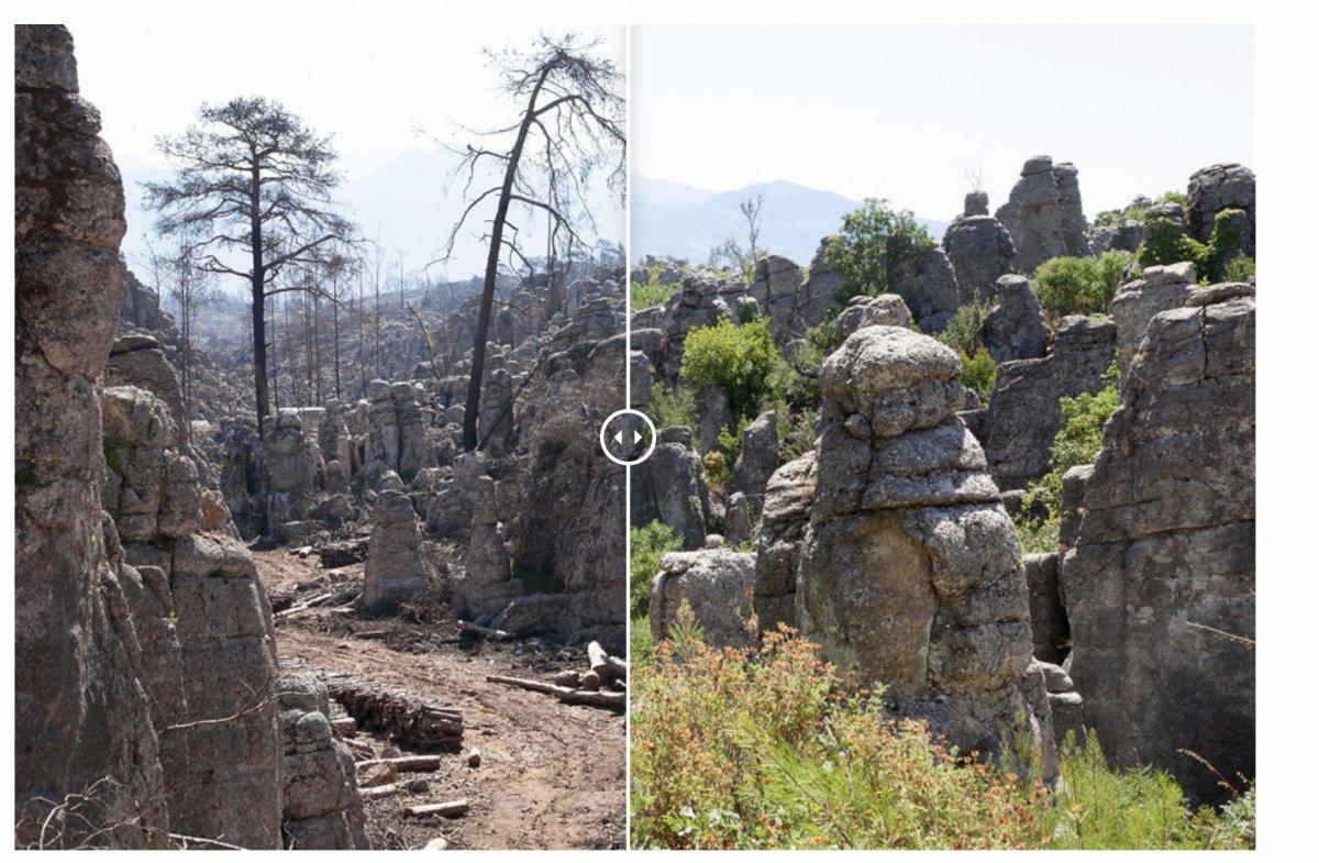 Yangınlarda zarar gören 13 bölge yeniden yeşerdi