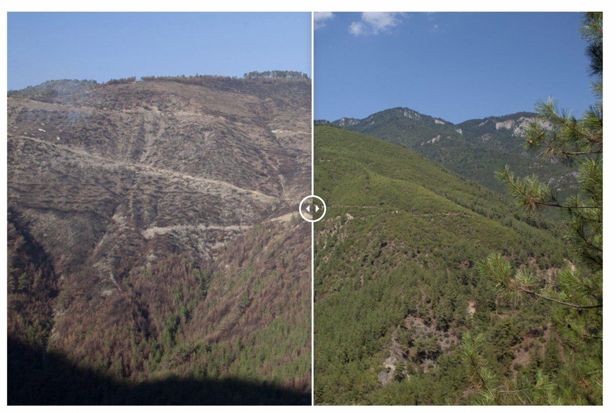 Yangınlarda zarar gören 13 bölge yeniden yeşerdi