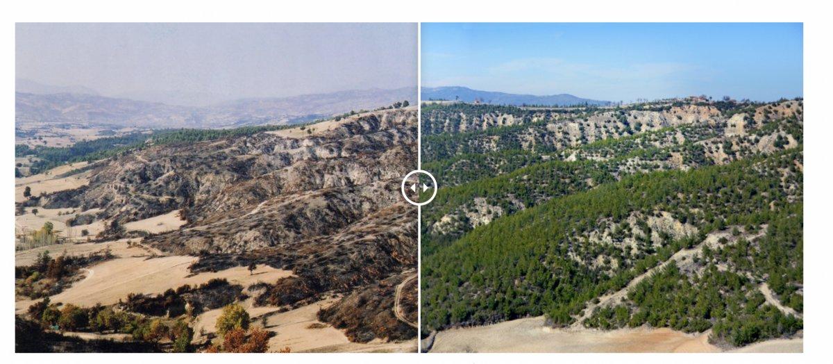 Yangınlarda zarar gören 13 bölge yeniden yeşerdi