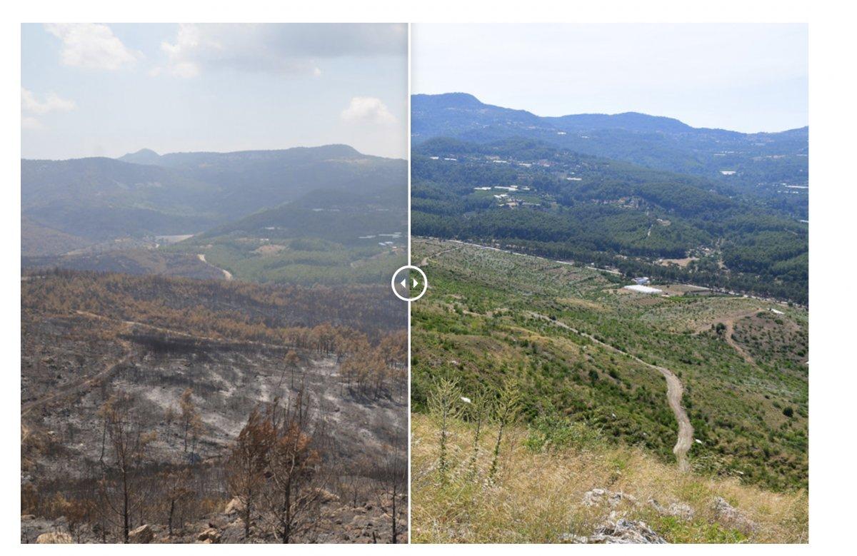 Yangınlarda zarar gören 13 bölge yeniden yeşerdi