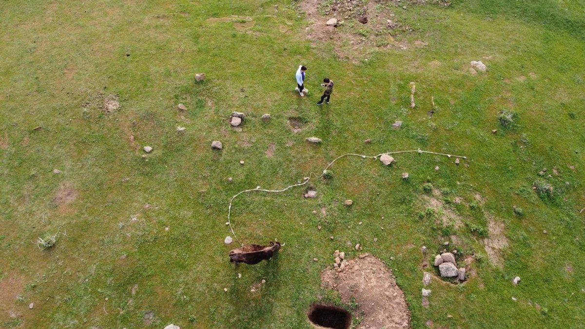 Bitlis'te mahsur kalan inek, drone sayesinde kurtarıldı