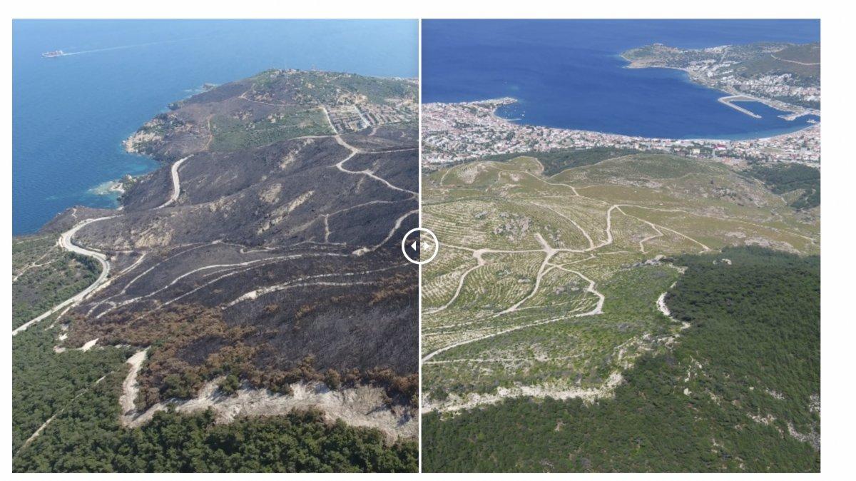 Yangınlarda zarar gören 13 bölge yeniden yeşerdi