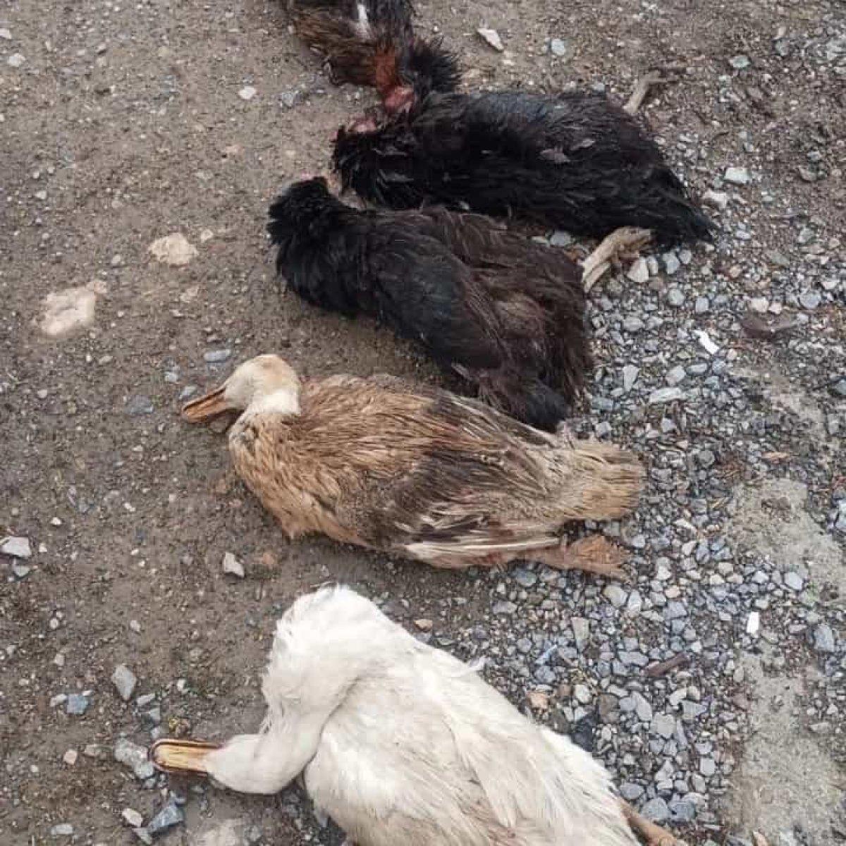 Malatya'da sokak köpekleri onlarca kümes hayvanını telef etti