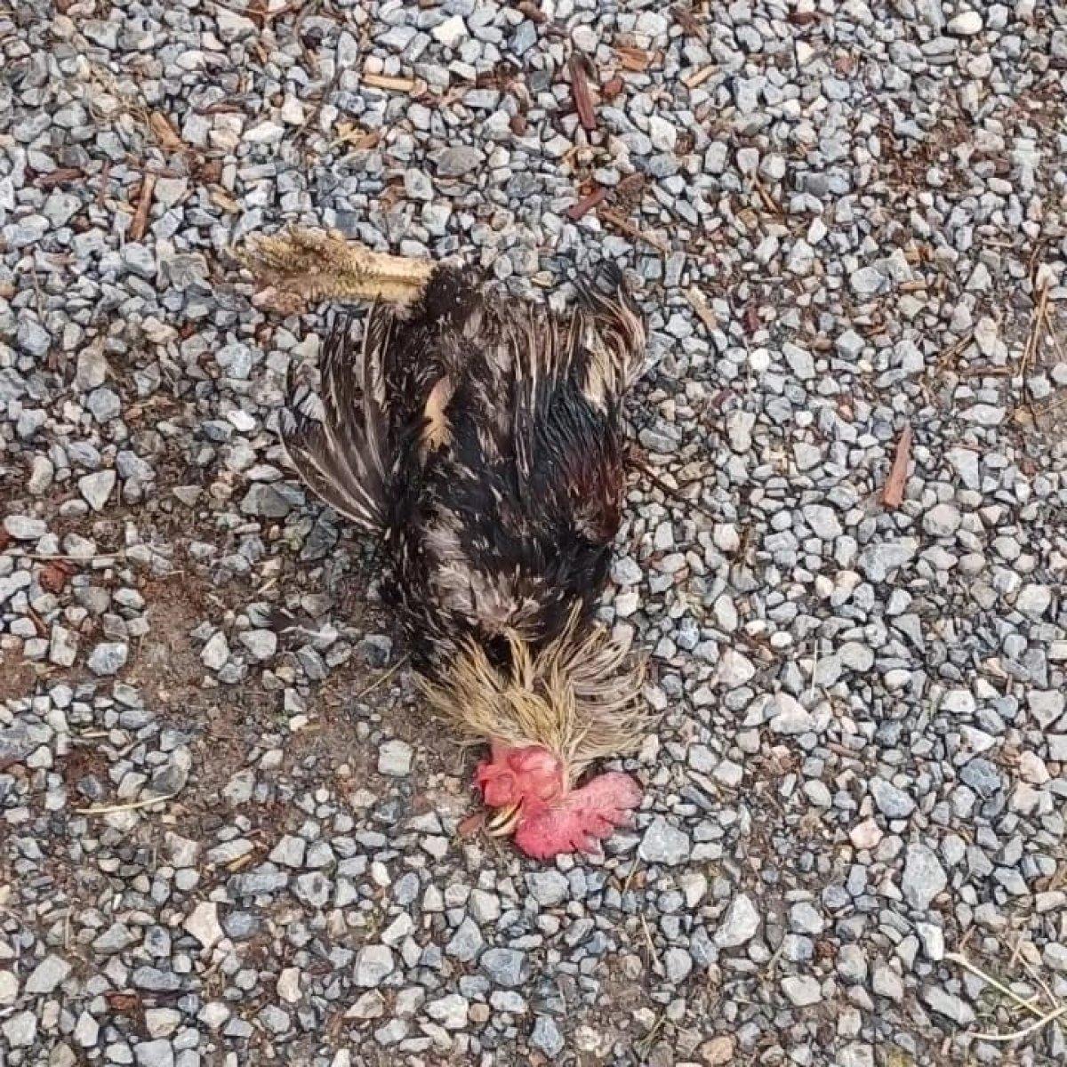 Malatya'da sokak köpekleri onlarca kümes hayvanını telef etti