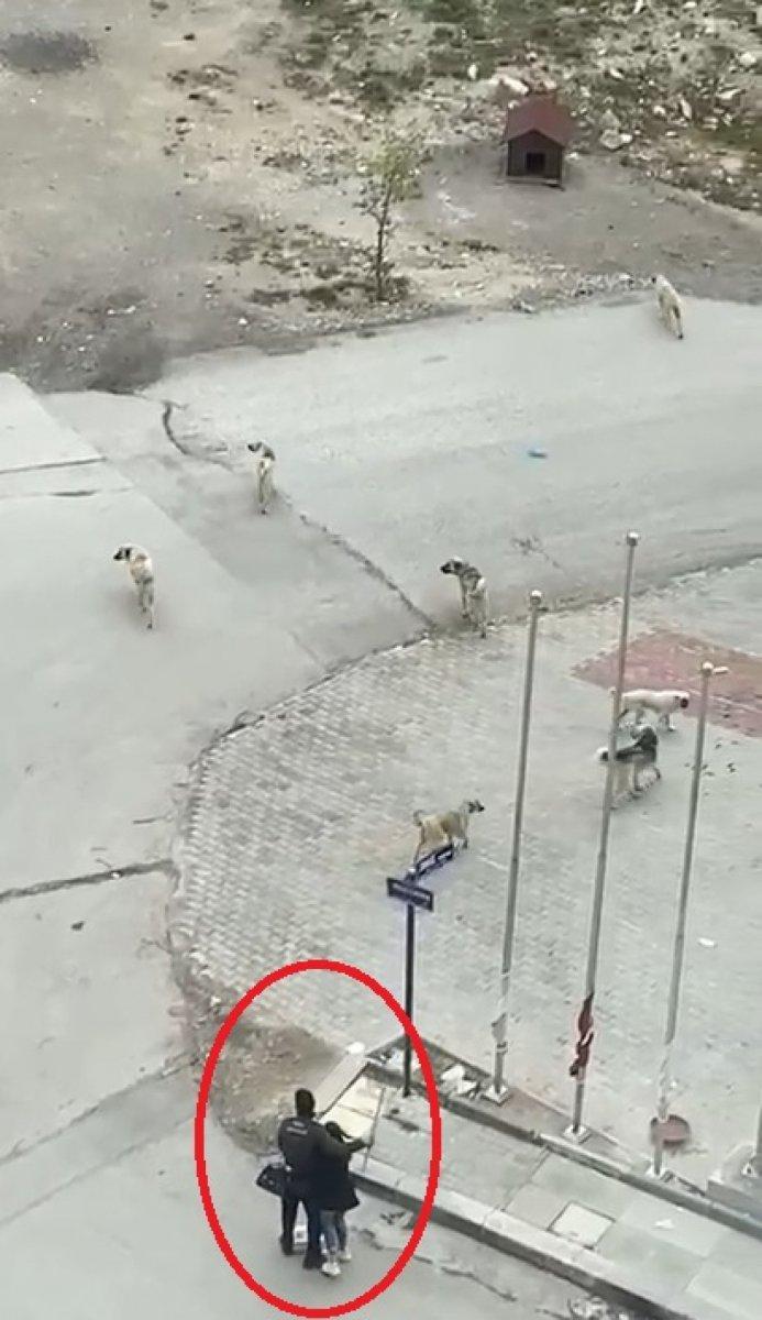 Ankara’daki mahallede 1 ayda 11 köpek saldırısı