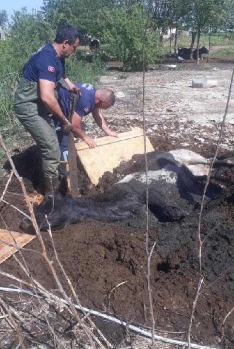 Manisa'da balçığa saplanan ineği itfaiye kurtardı