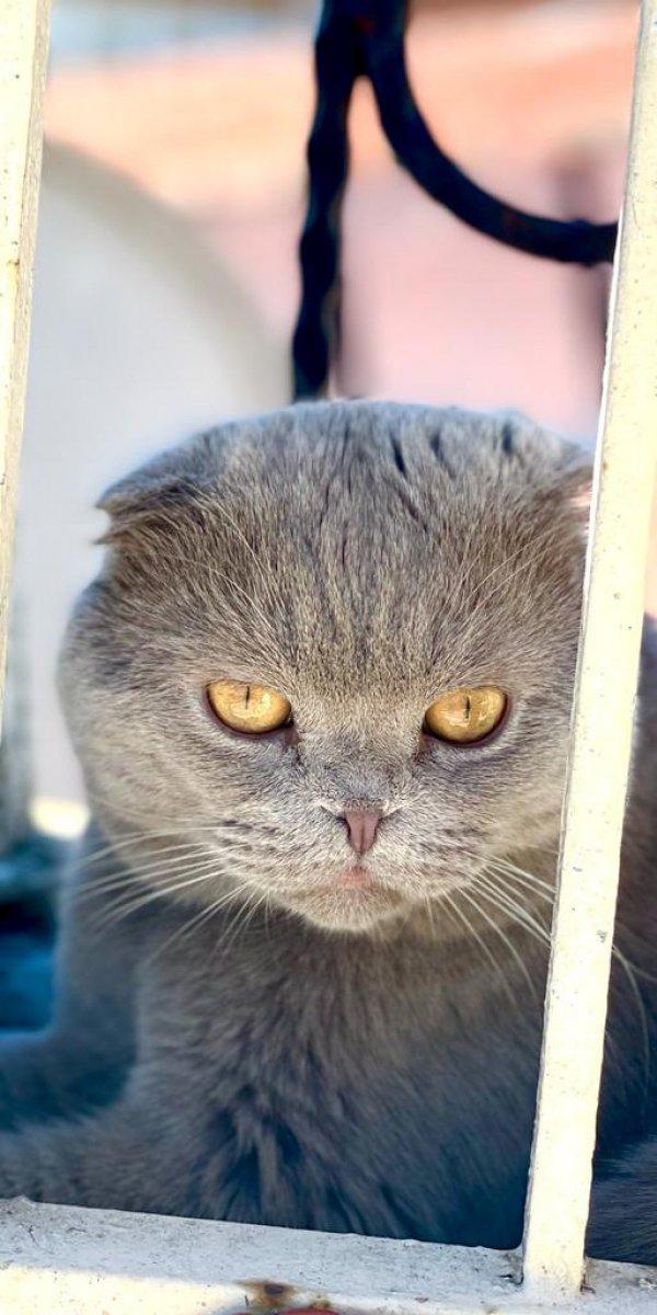 Esenyurt’ta hırsız çaldığı kediyi taksiyle geri gönderdi