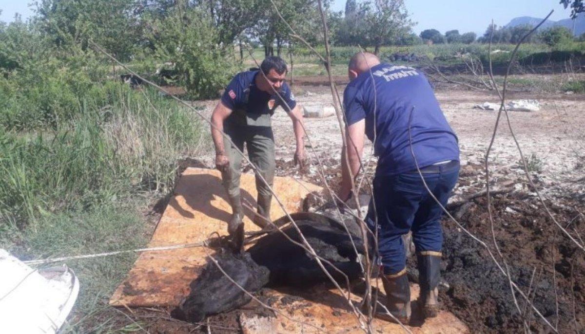 Manisa'da balçığa saplanan ineği itfaiye kurtardı