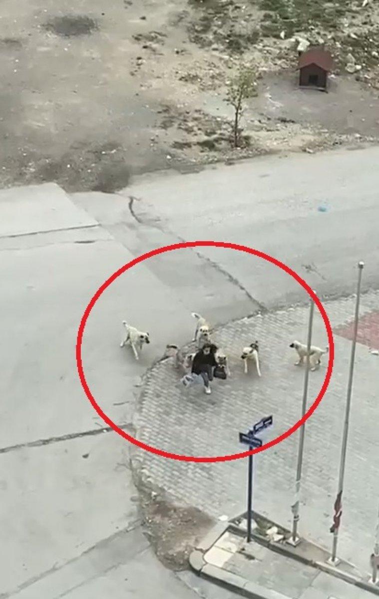 Ankara’daki mahallede 1 ayda 11 köpek saldırısı