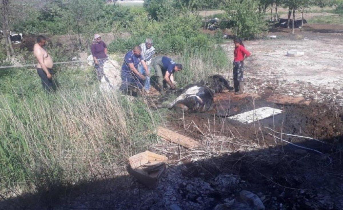 Manisa'da balçığa saplanan ineği itfaiye kurtardı