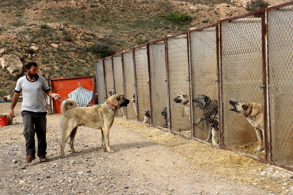 Kangalların başka ırklarda olmayan, karakteristik özelliği: Aile içi çiftleşme yok