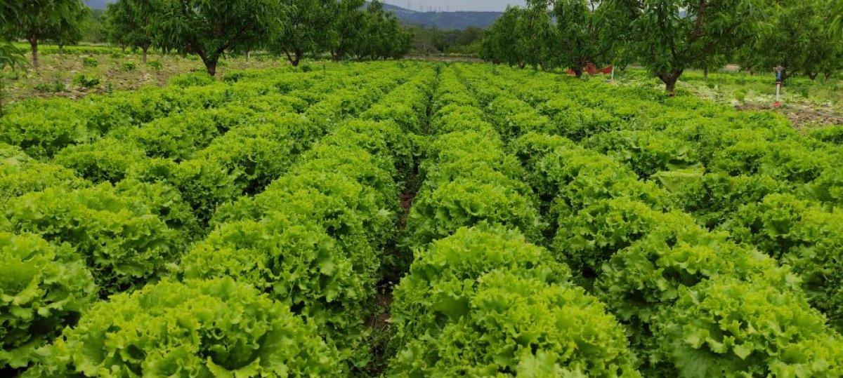 Bursa'da tarladan 2 liraya çıkan marulun fiyatı rafta 5 katına çıkıyor