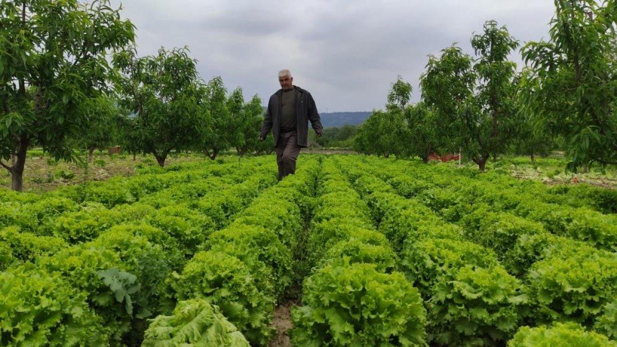 Bursa'da tarladan 2 liraya çıkan marulun fiyatı rafta 5 katına çıkıyor