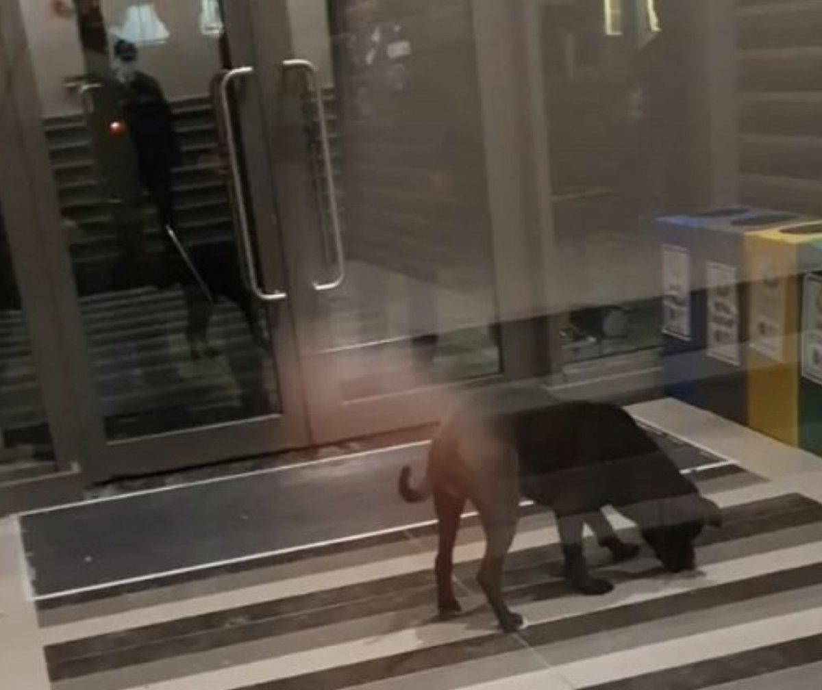 Ankara'da 4 kişiye saldıran pitbull 'silah' sayıldı