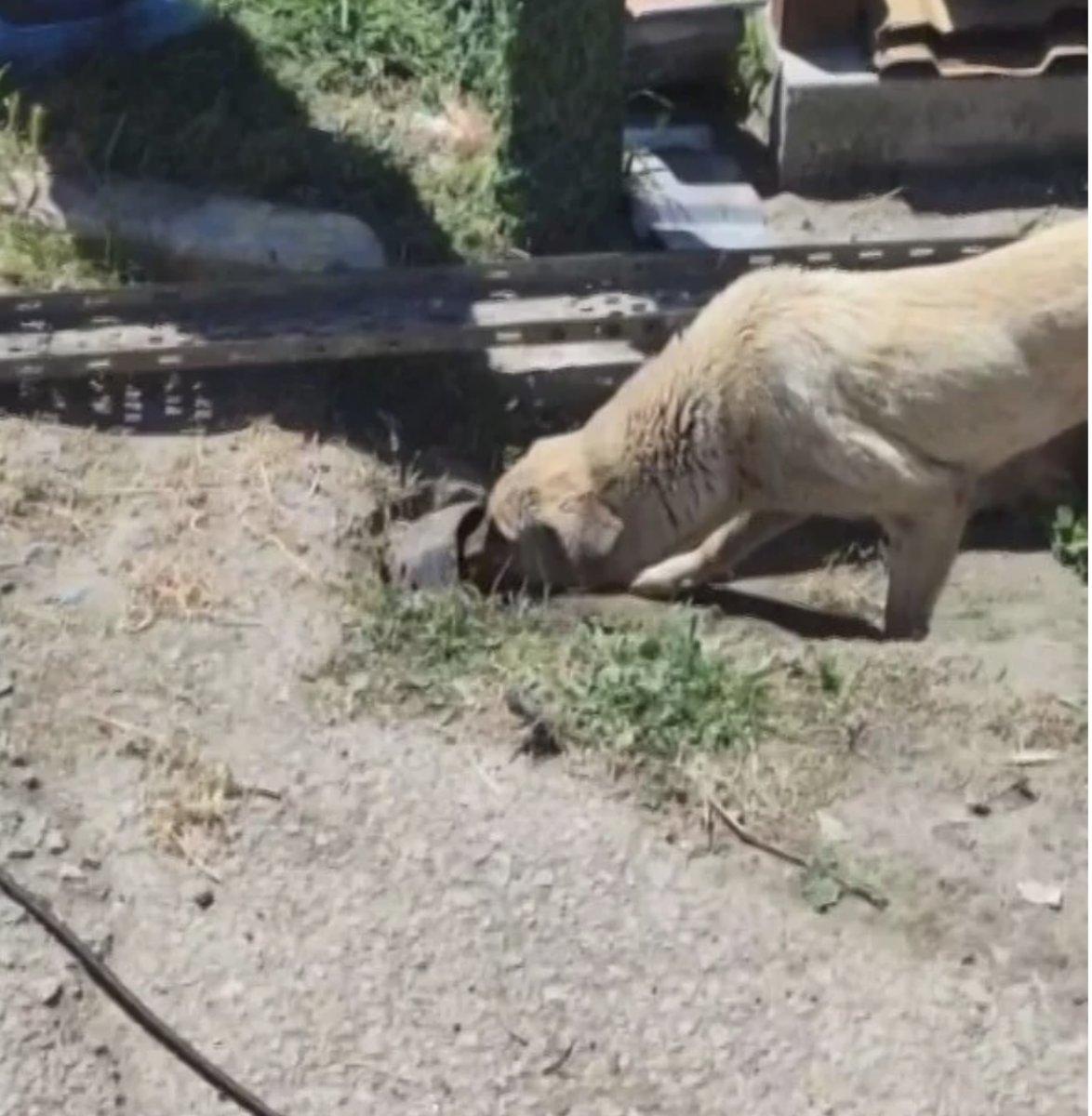 Kocaeli'nde yavru köpek su kanalına düştü