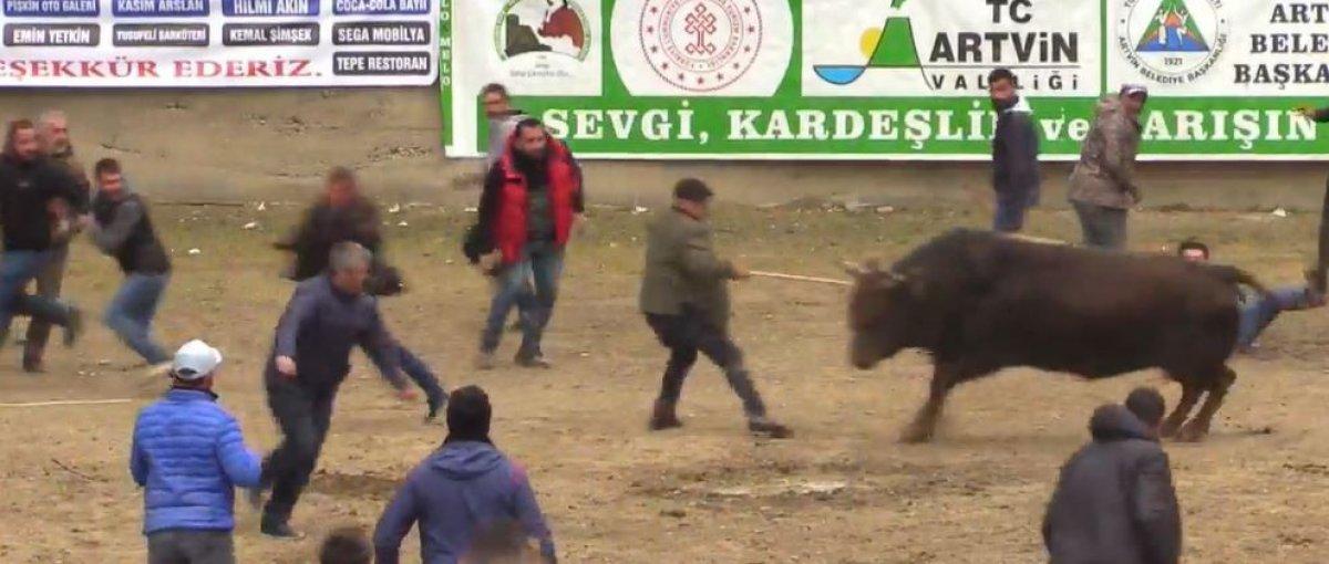 Artvin’de şampiyon boğa, horon oynayan kalabalığa daldı