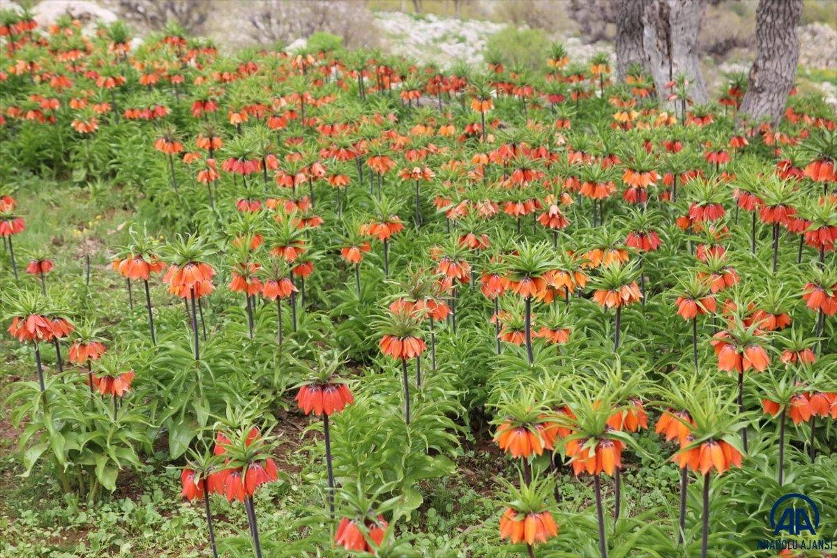 Batman'da ters laleler baharın müjdecisi olarak görülüyor