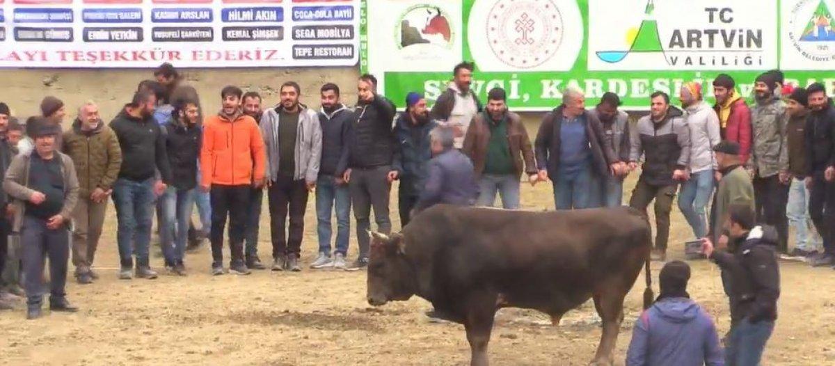 Artvin’de şampiyon boğa, horon oynayan kalabalığa daldı