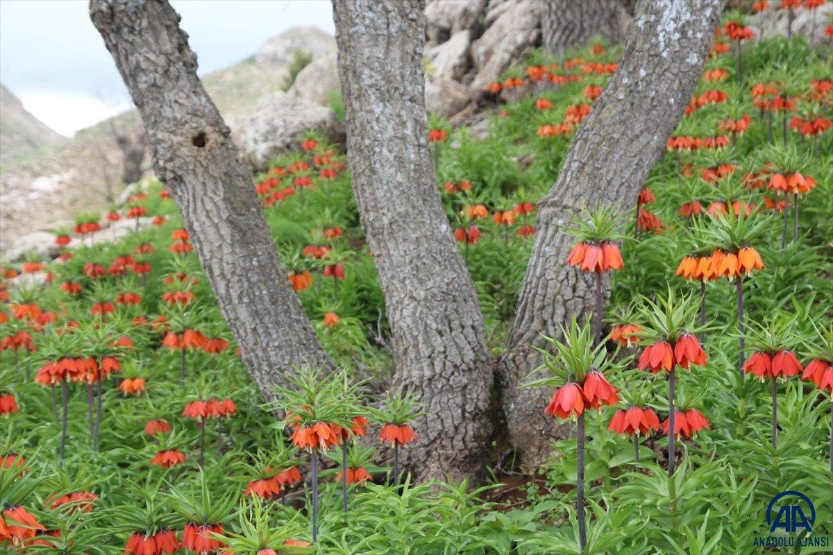Batman'da ters laleler baharın müjdecisi olarak görülüyor