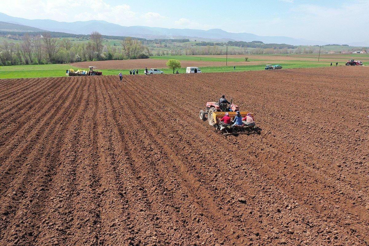 Bolu'da patates ekimi devam ediyor