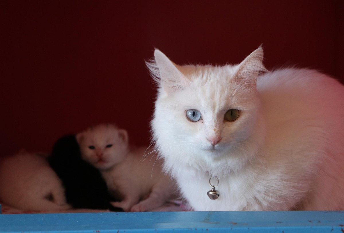 Van Kedisi Villası'nda, 100 yavru dünyaya geldi