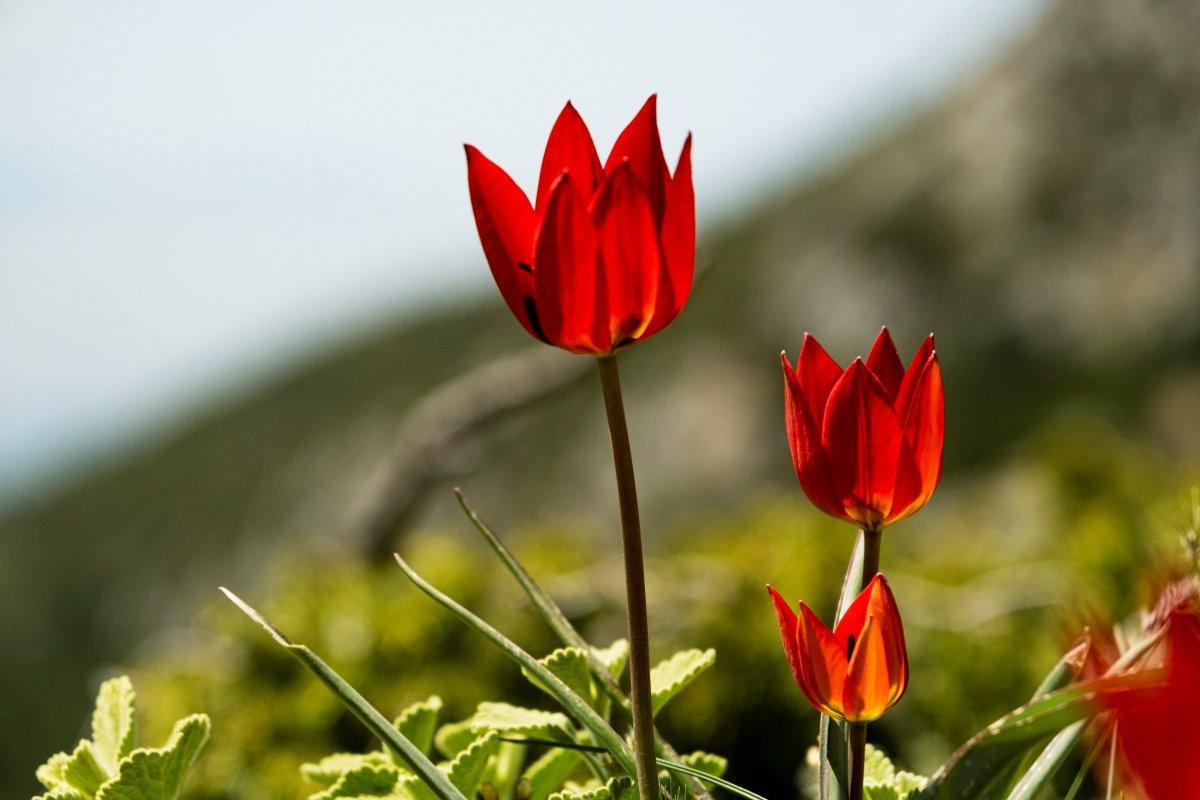 Manisa lalesini koparana 109 bin 593 TL ceza